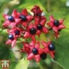 Clerodendrum Trichotomum 2 Clerodendrum Trichotomum -Perfect Greenery cal