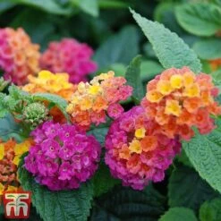 Lantana Camara Calippo Collection 15 Lantana Camara Calippo Collection -Perfect Greenery cali ora