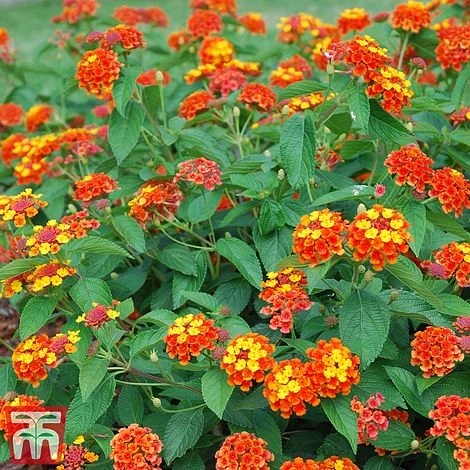 Lantana Camara Calippo Collection 6 Lantana Camara Calippo Collection - Image 4