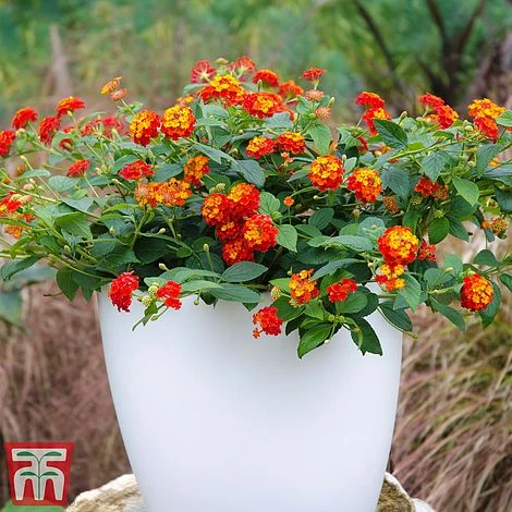 Lantana Camara Calippo Collection 5 Lantana Camara Calippo Collection - Image 3