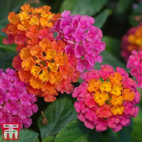 Lantana Camara Calippo Collection 4 Lantana Camara Calippo Collection - Image 2