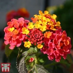 Lantana Camara Calippo Collection 14 Lantana Camara Calippo Collection -Perfect Greenery cali tuti2