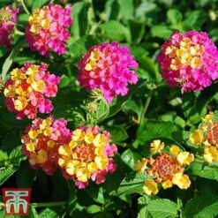 Lantana Camara Calippo Collection 16 Lantana Camara Calippo Collection -Perfect Greenery cali tuti3