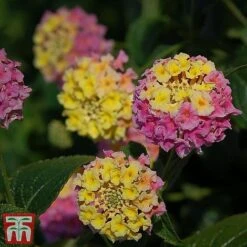 Lantana Camara Calippo Collection 17 Lantana Camara Calippo Collection -Perfect Greenery cali tuti4