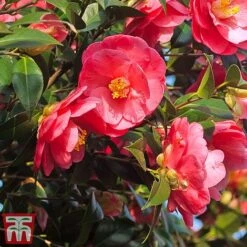 Camellia Japonica 'Doctor King' -Perfect Greenery cam dr
