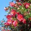 Camellia Japonica 'Doctor King' -Perfect Greenery cam dr2