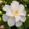 Camellia Japonica 'Silver Anniversary' -Perfect Greenery came silv