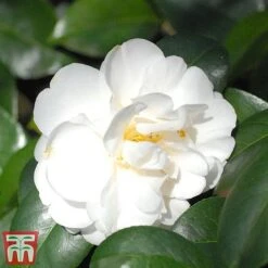 Camellia Japonica 'Silver Anniversary' -Perfect Greenery came silv 2