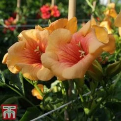 Campsis X Tagliabuana 'Summer Jazz - Gold' -Perfect Greenery camp jazz3