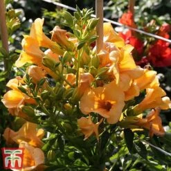 Campsis X Tagliabuana 'Summer Jazz - Gold' -Perfect Greenery camp jazz4
