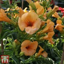 Campsis X Tagliabuana 'Summer Jazz - Gold' -Perfect Greenery camp jazz6