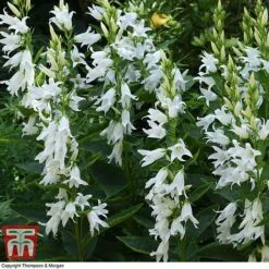 Campanula Persicifolia Var. Alba 7 Campanula Persicifolia Var. Alba -Perfect Greenery camp latif