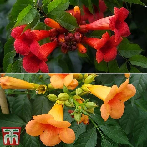 Campsis Duo 4 Campsis Duo - Image 2