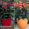 Canna Cannova Duo 1 Canna Cannova Duo -Perfect Greenery canna duo