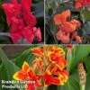Canna X Generalis 'Cannova Collection' -Perfect Greenery canna trio1