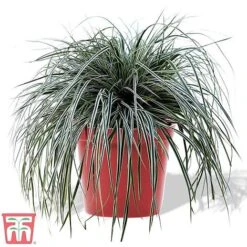 Carex Oshimensis 'Everest' -Perfect Greenery care eve