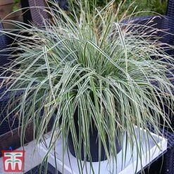 Carex Oshimensis 'Everest' -Perfect Greenery care eve11