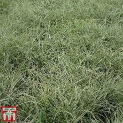 Carex Oshimensis 'Everest' -Perfect Greenery care eve3