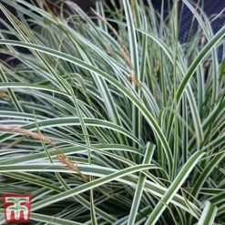 Carex Oshimensis 'Everest' -Perfect Greenery care eve4