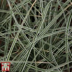 Carex Oshimensis 'Everest' -Perfect Greenery care eve5