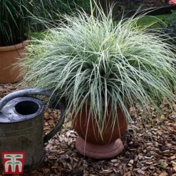 Carex Oshimensis 'Everest' -Perfect Greenery care eve6