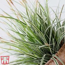 Carex Oshimensis 'Everest' -Perfect Greenery care eve7
