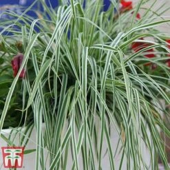 Carex Oshimensis 'Everest' -Perfect Greenery care eve9