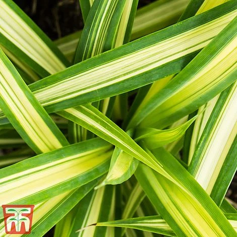 Carex Oshimensis 'Eversheen' (Evercolour Series) 3 Carex Oshimensis 'Eversheen' (Evercolour Series)