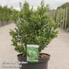 Ilex Crenata 'Caroline Upright' -Perfect Greenery caroline1