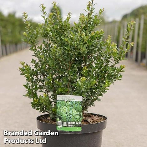 Ilex Crenata 'Caroline Upright' 3 Ilex Crenata 'Caroline Upright'