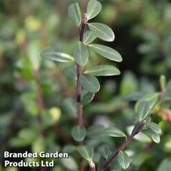 Ilex Crenata 'Caroline Upright' 7 Ilex Crenata 'Caroline Upright' -Perfect Greenery caroline2