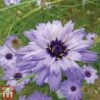Catananche Caerulea -Perfect Greenery cata blue