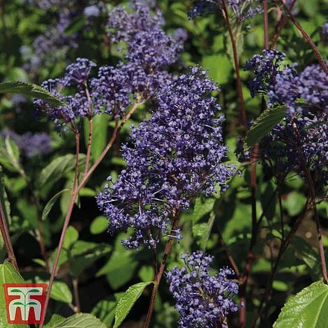 Ceanothus X Delilianus 'Henri Desfosse' 3 Ceanothus X Delilianus 'Henri Desfosse'