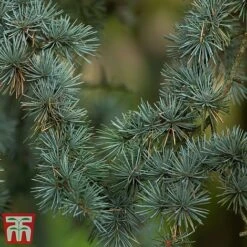 Cedrus Atlantica -Perfect Greenery cedr atl