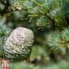 Cedrus Atlantica -Perfect Greenery cedr atla