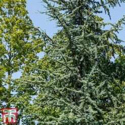 Cedrus Atlantica -Perfect Greenery cedr atlan