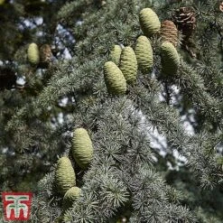 Cedrus Libani