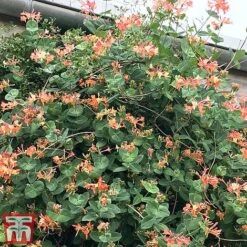 Honeysuckle 'Celestial' 12 Honeysuckle 'Celestial' -Perfect Greenery cele3