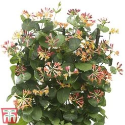 Honeysuckle 'Celestial' 17 Honeysuckle 'Celestial' -Perfect Greenery cele5