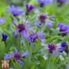 Centaurea Montana -Perfect Greenery cent mont