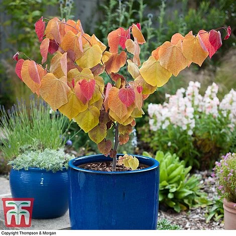 Cercis 'Eternal Flame' 4 Cercis 'Eternal Flame' - Image 2