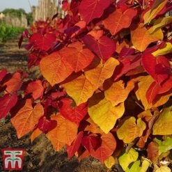 Cercis 'Eternal Flame' 11 Cercis 'Eternal Flame' -Perfect Greenery cersi