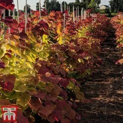 Cercis 'Eternal Flame' 12 Cercis 'Eternal Flame' -Perfect Greenery cersi2