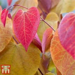 Cercis 'Eternal Flame' 14 Cercis 'Eternal Flame' -Perfect Greenery cersi4