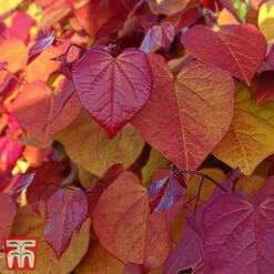 Cercis 'Eternal Flame' 15 Cercis 'Eternal Flame' -Perfect Greenery cersi5