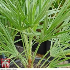Chamaerops Humilis -Perfect Greenery chaM T47762 C1