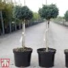 Chamaecyparis Pisifera 'Blue Moon' 1 Chamaecyparis Pisifera 'Blue Moon' -Perfect Greenery cham blue