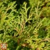 Chamaecyparis Obtusa 'Gitte'