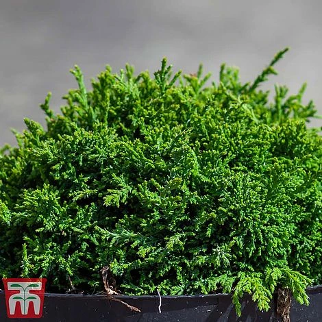 Chamaecyparis Pisifera 'Hime-Sawara' 4 Chamaecyparis Pisifera 'Hime-Sawara' - Image 2