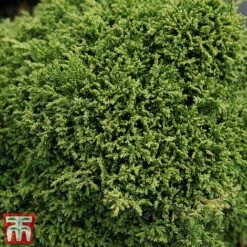 Chamaecyparis Pisifera 'Hime-Sawara'